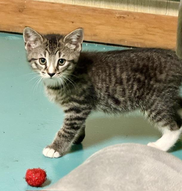 Enlarge Pugsley, a ADOPTABLE Domestic Short Hair in Atlanta, GA image 1/6