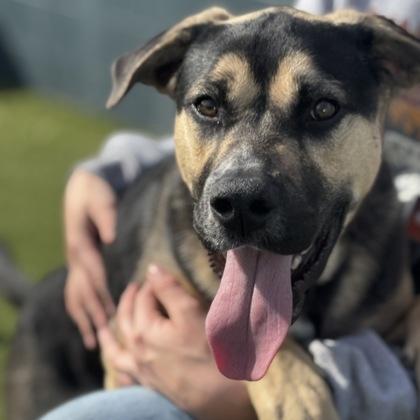 Enlarge Kody, a Adoptable mixed breed in Merriam, KS image 1/3