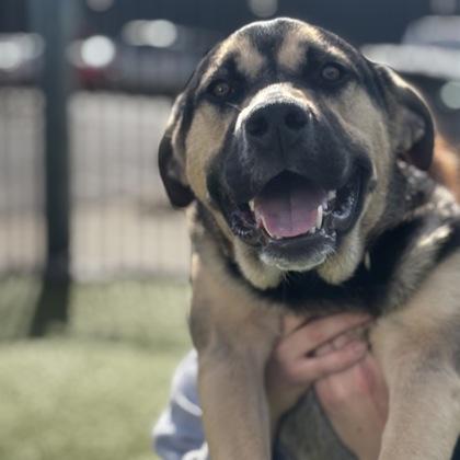 Enlarge Kody, a Adoptable mixed breed in Merriam, KS image 3/3
