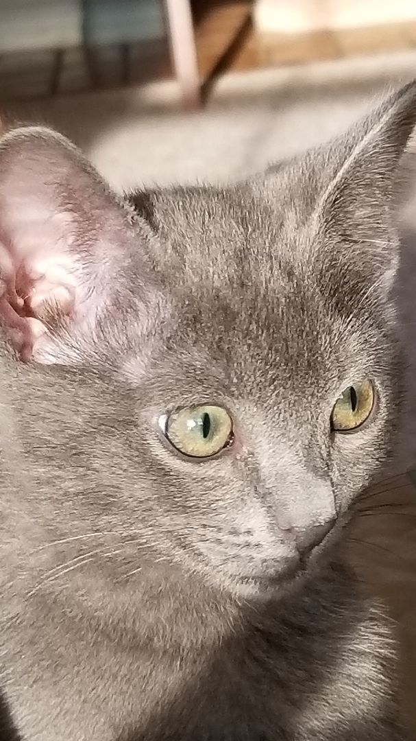 Kai, Adopted, Kitten Female Domestic Short Hair.