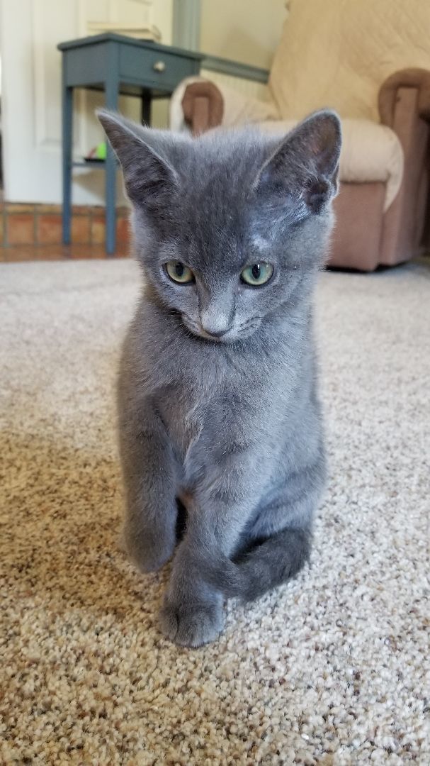 Enlarge Kai, a Adopted Domestic Short Hair in Valley Center, CA image 2/11