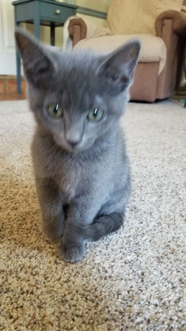 Enlarge Kai, a Adopted Domestic Short Hair in Valley Center, CA image 3/11