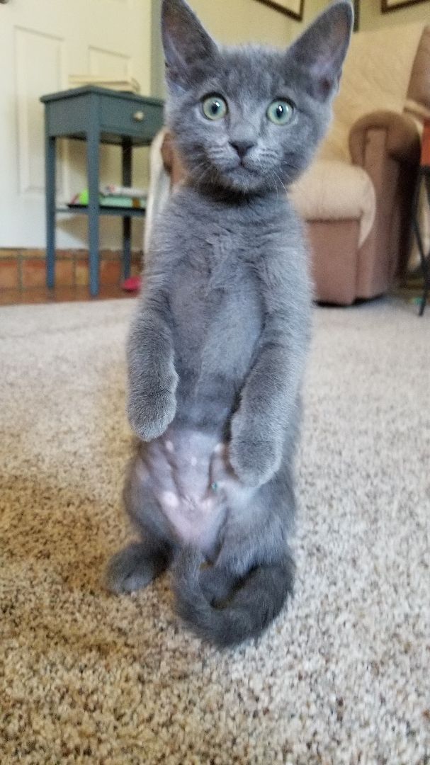 Enlarge Kai, a Adopted Domestic Short Hair in Valley Center, CA image 4/11