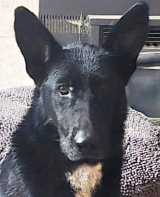 Enlarge Onyx, a Adoptable German Shepherd Dog in Phoenix, AZ image 1/3