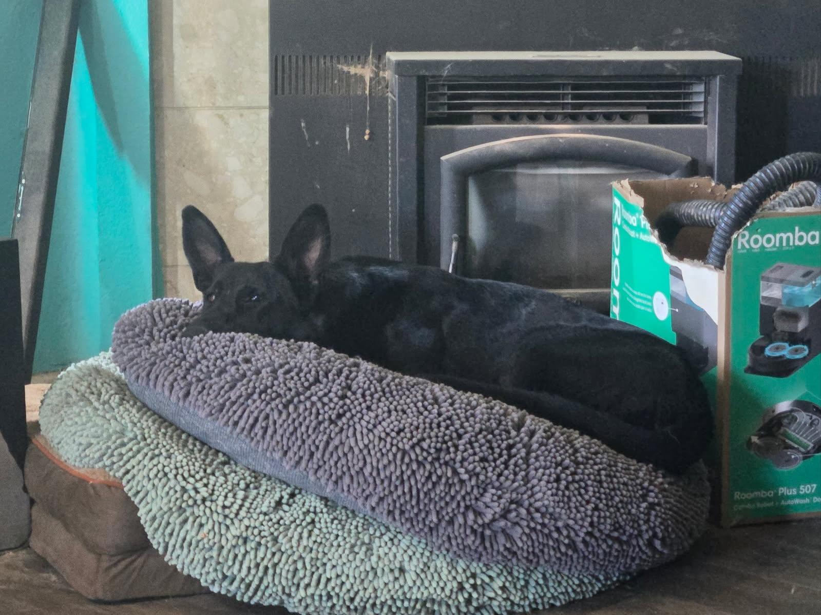 Enlarge Onyx, a Adoptable German Shepherd Dog in Phoenix, AZ image 3/3