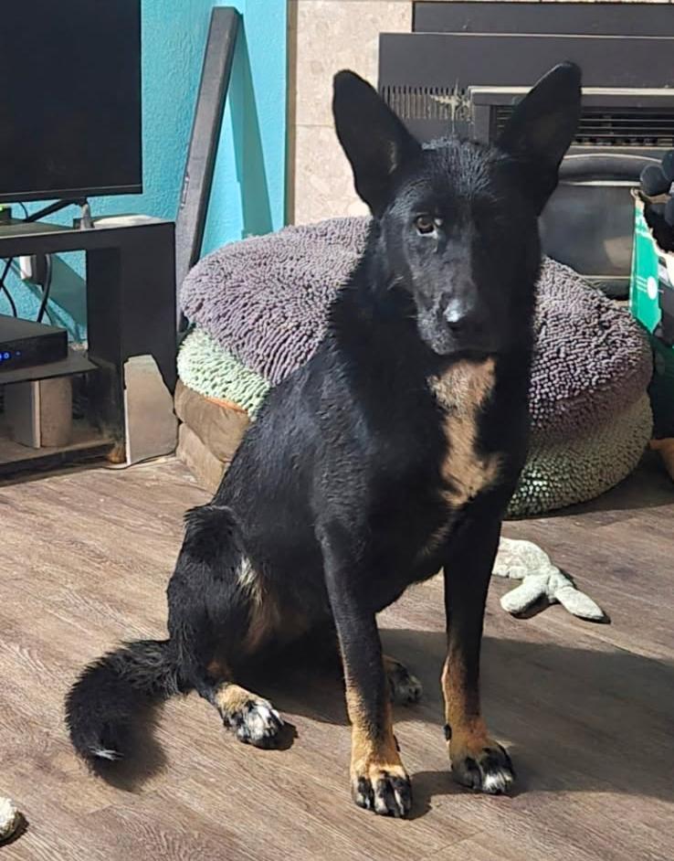 Enlarge Onyx, a Adoptable German Shepherd Dog in Phoenix, AZ image 2/3