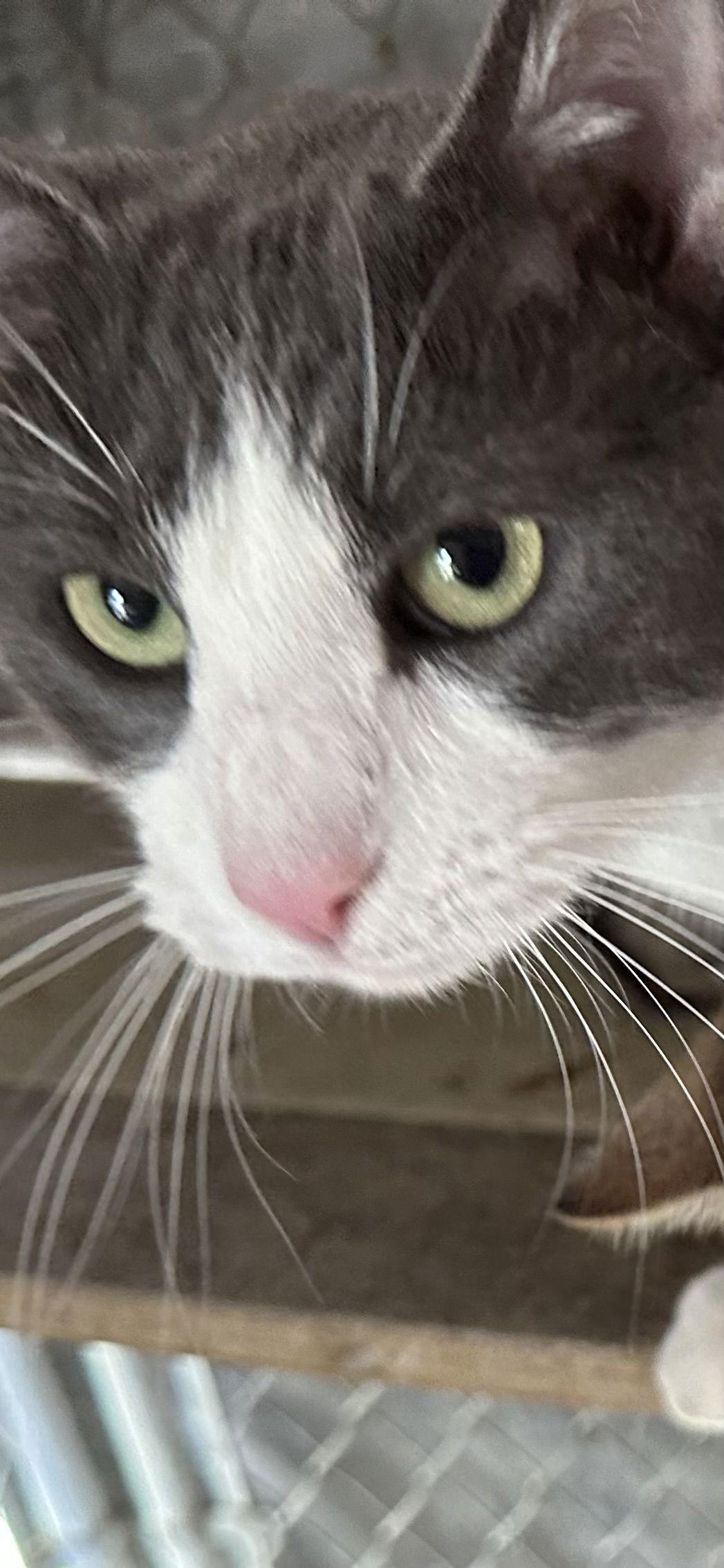 Timmy, Adoptable, Adult Male Domestic Short Hair.