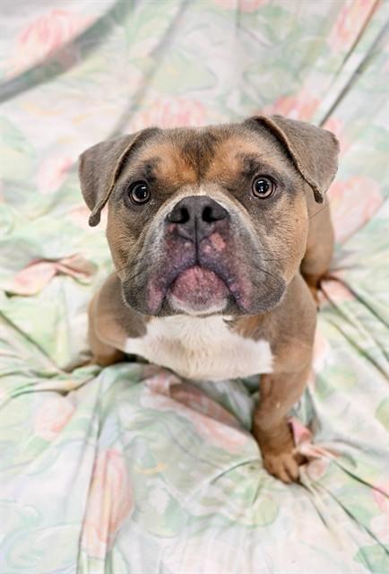 F150, Adoptable, Young Male American Bulldog & Mixed Breed.