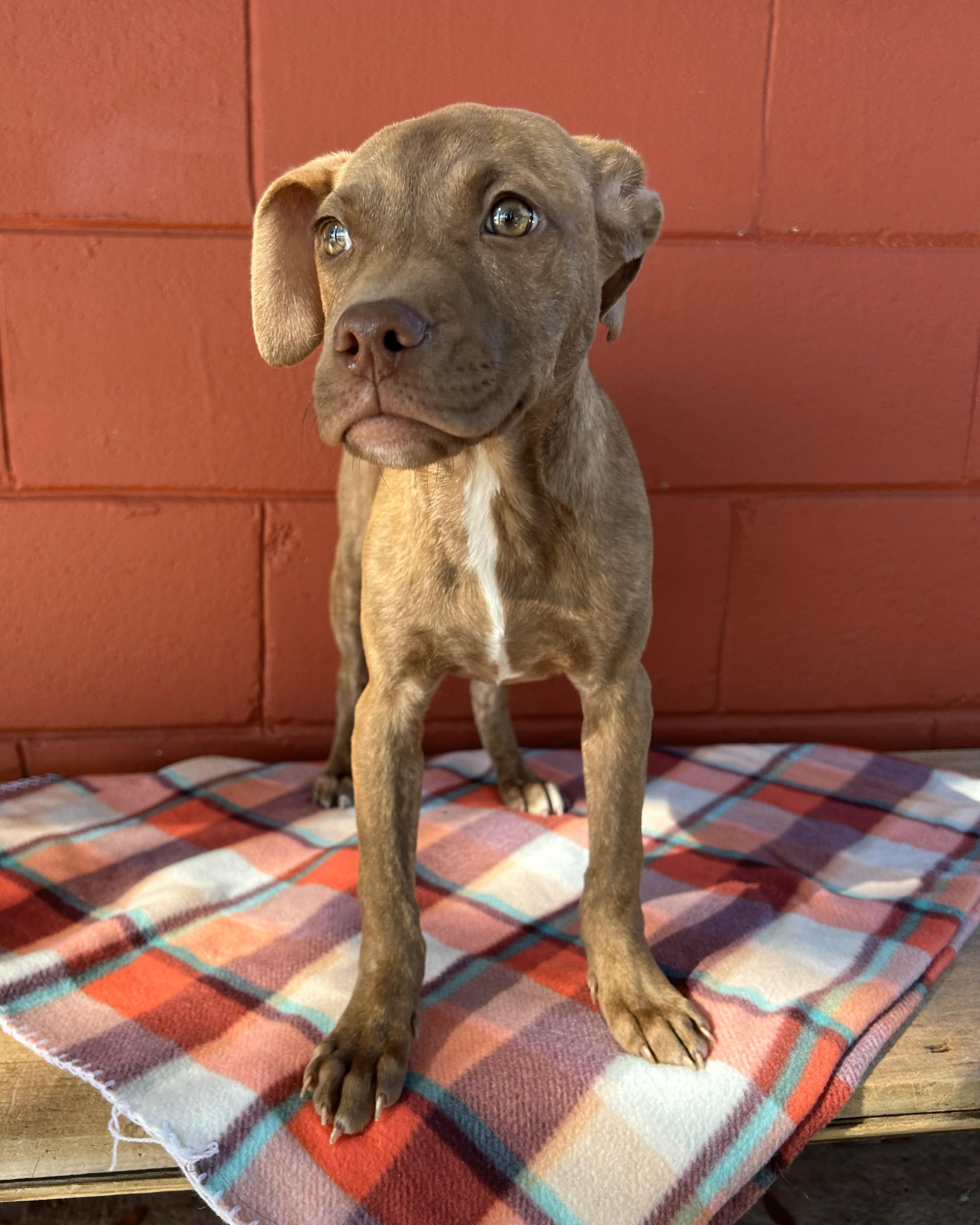 Sage, ADOPTABLE, Puppy Female American Bully.