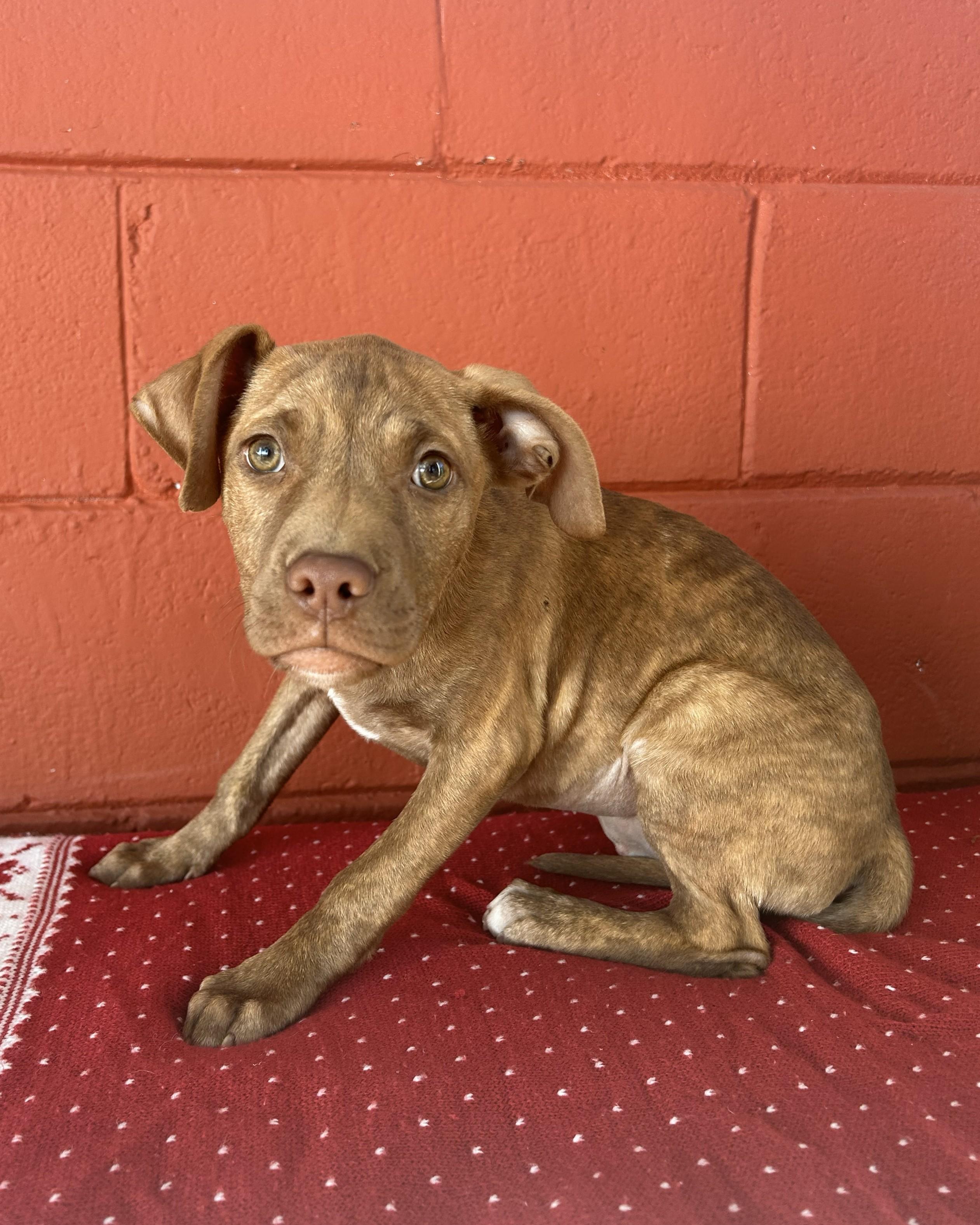 Enlarge Sage, a ADOPTABLE mixed breed in Pensacola, FL image 2/4