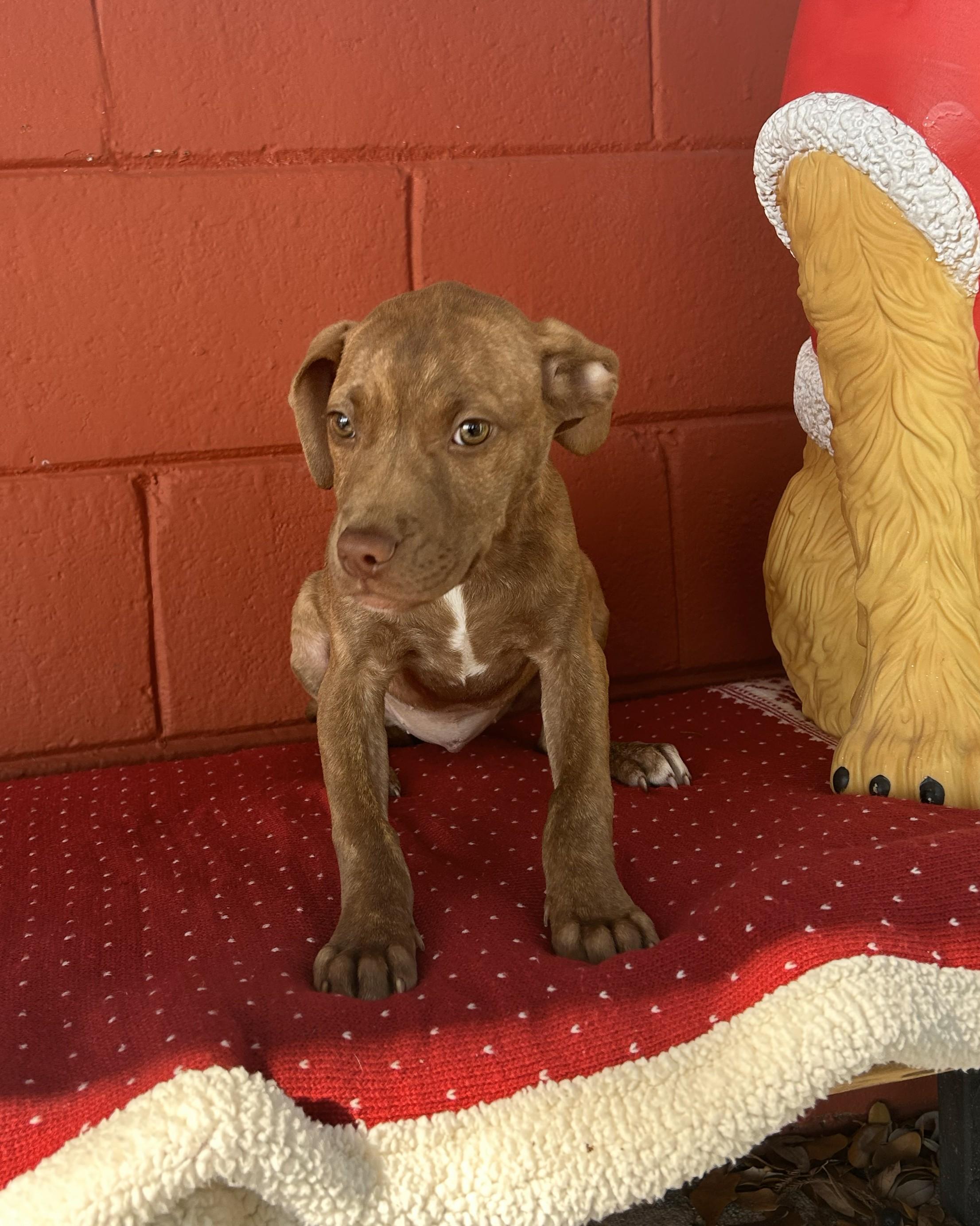 Enlarge Sage, a ADOPTABLE mixed breed in Pensacola, FL image 3/4