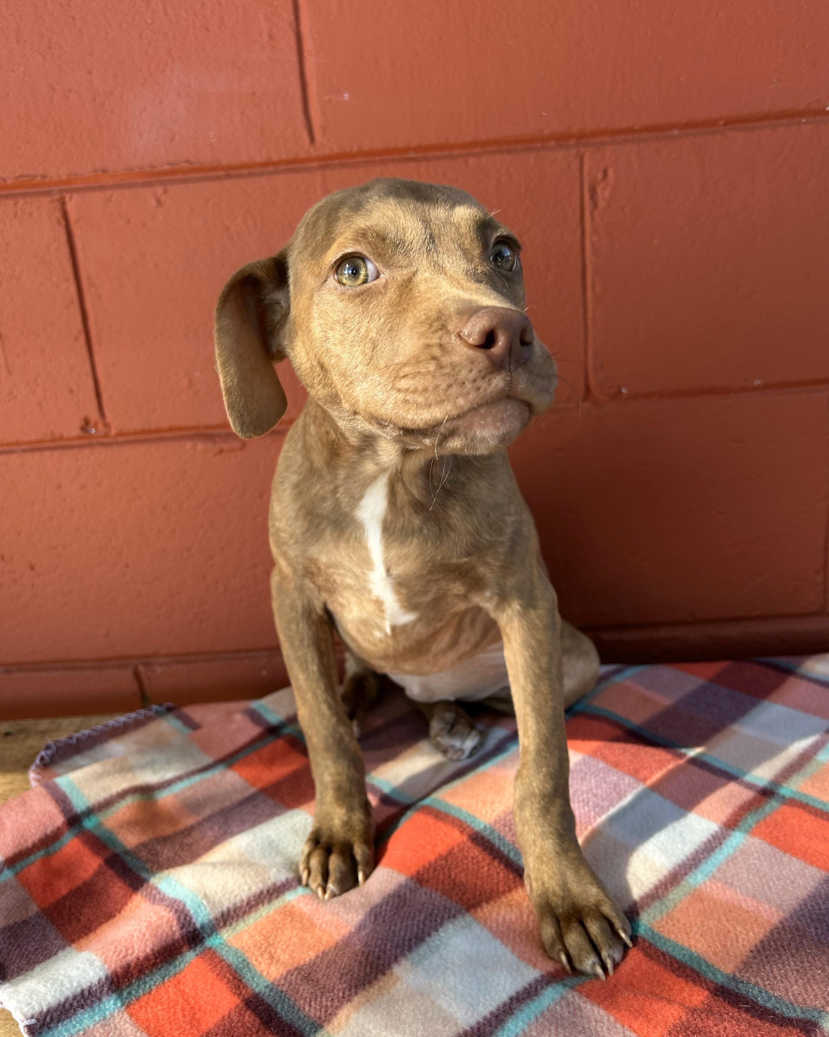Enlarge Sage, a ADOPTABLE mixed breed in Pensacola, FL image 4/4