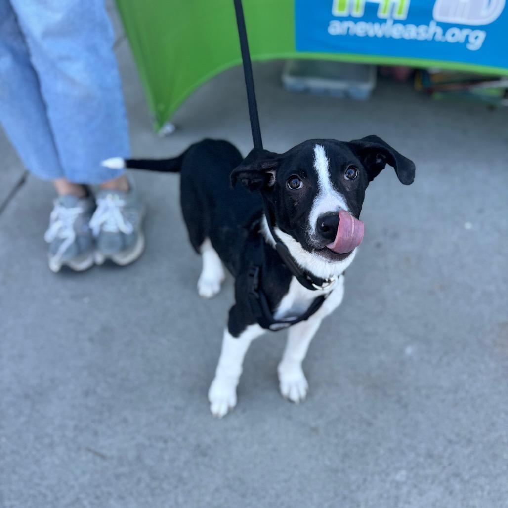 Finnigan — thumbnail 2