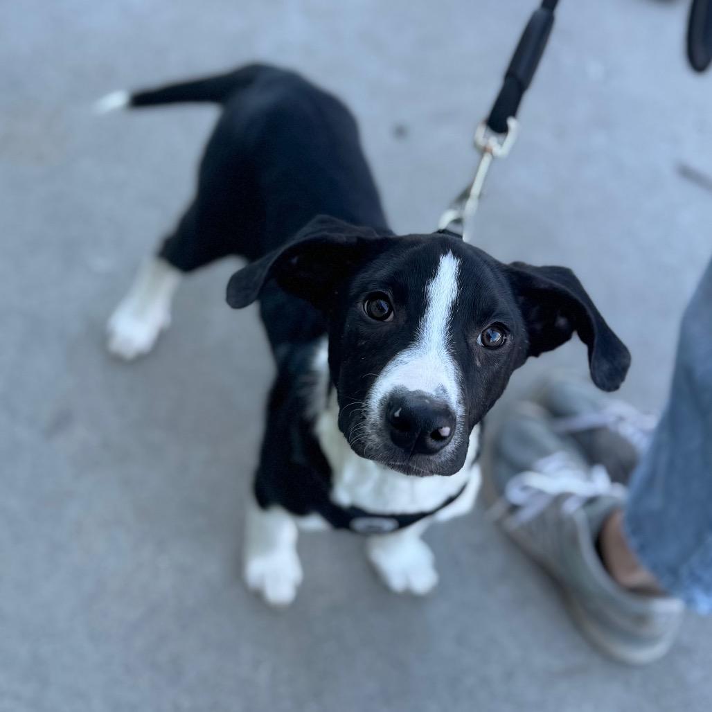 Finnigan — thumbnail 3