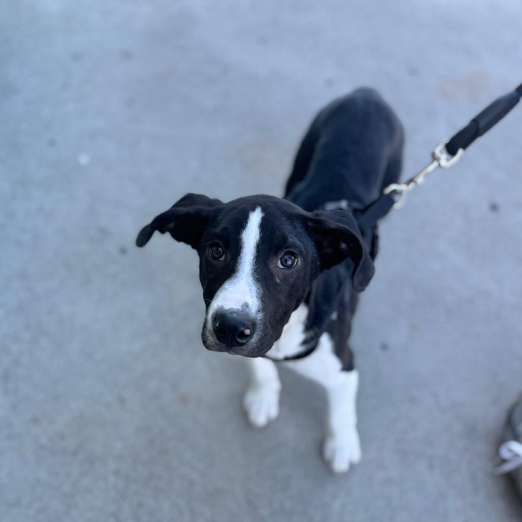 Finnigan — thumbnail 4