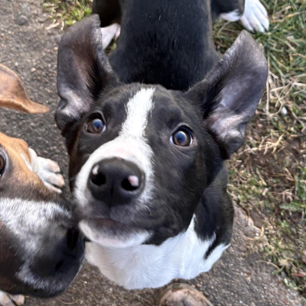 Finnigan — thumbnail 5