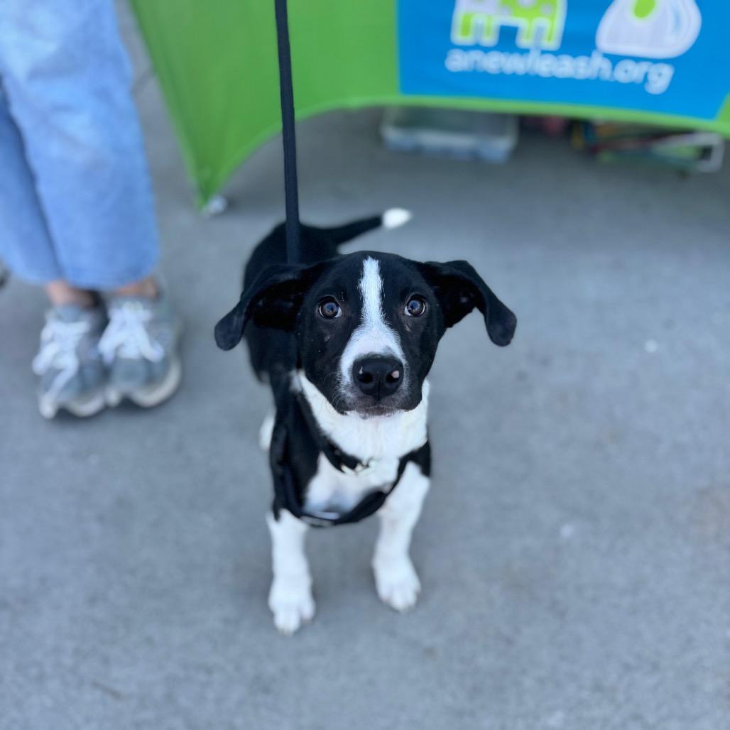 Finnigan — thumbnail 6