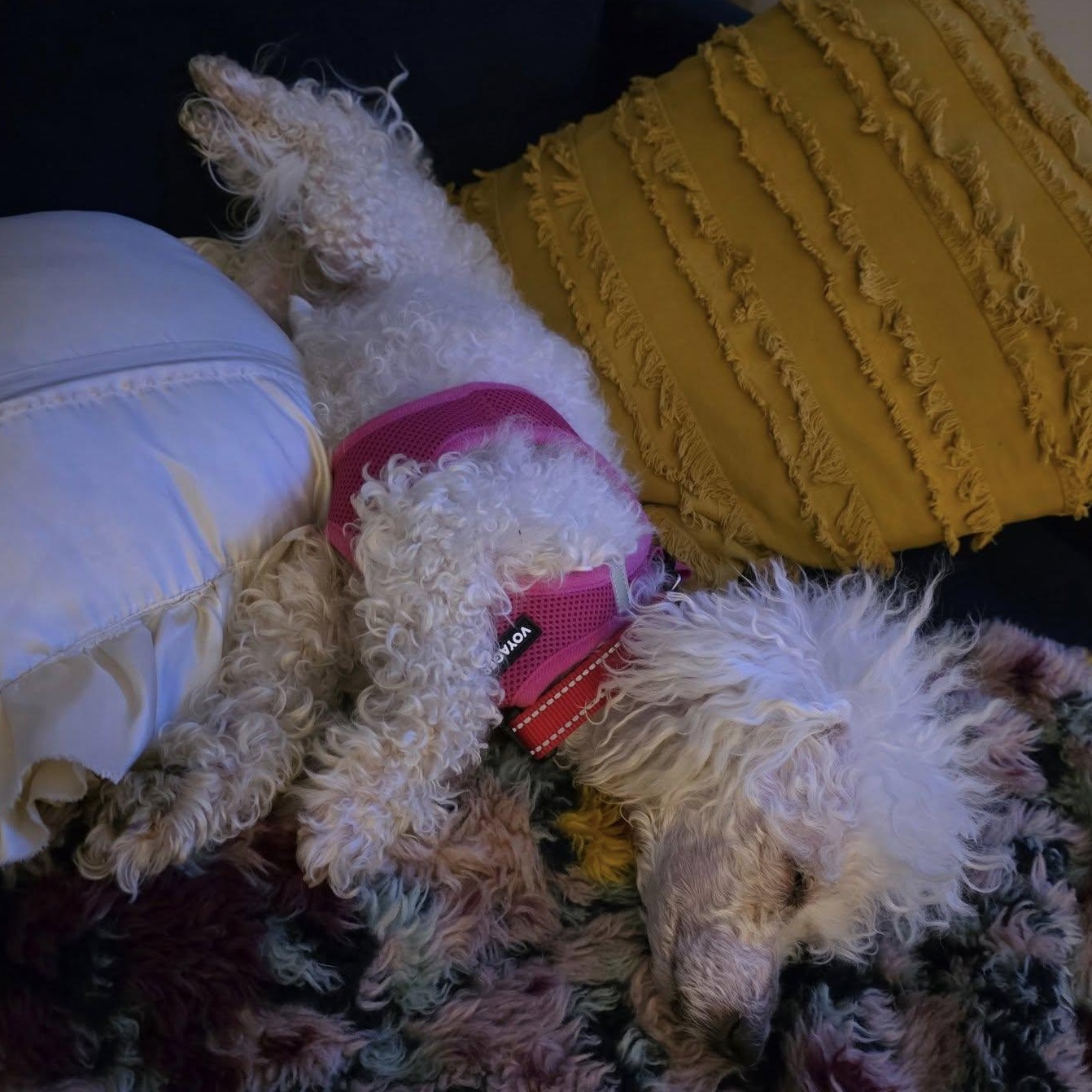 Norma Jean