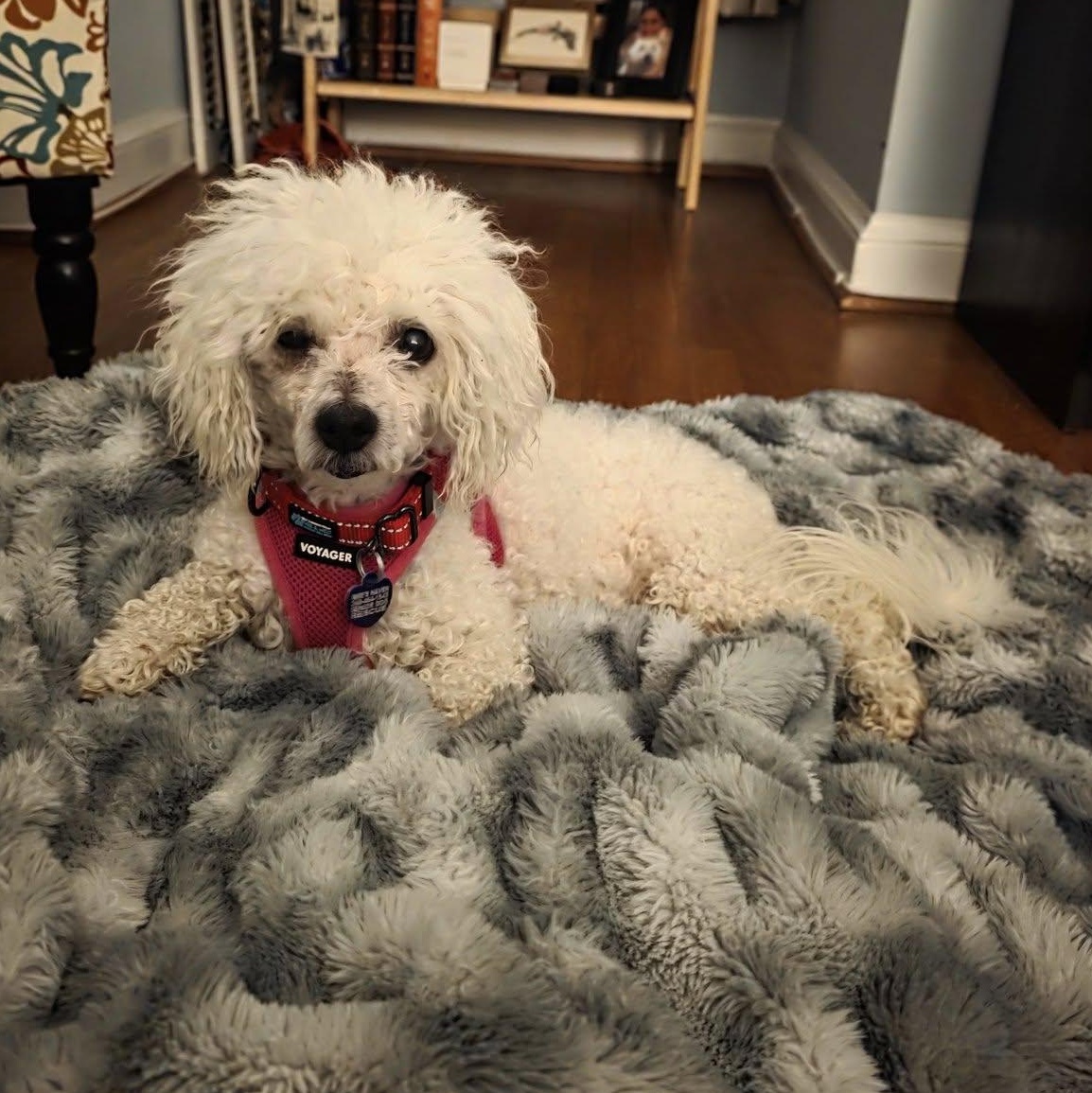 Norma Jean