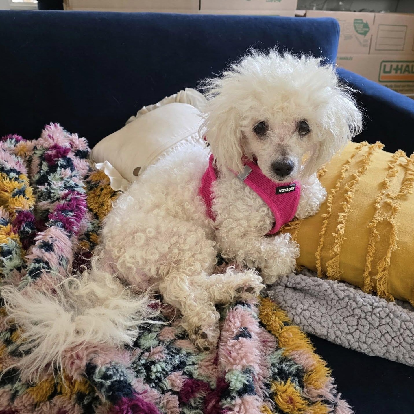 Norma Jean