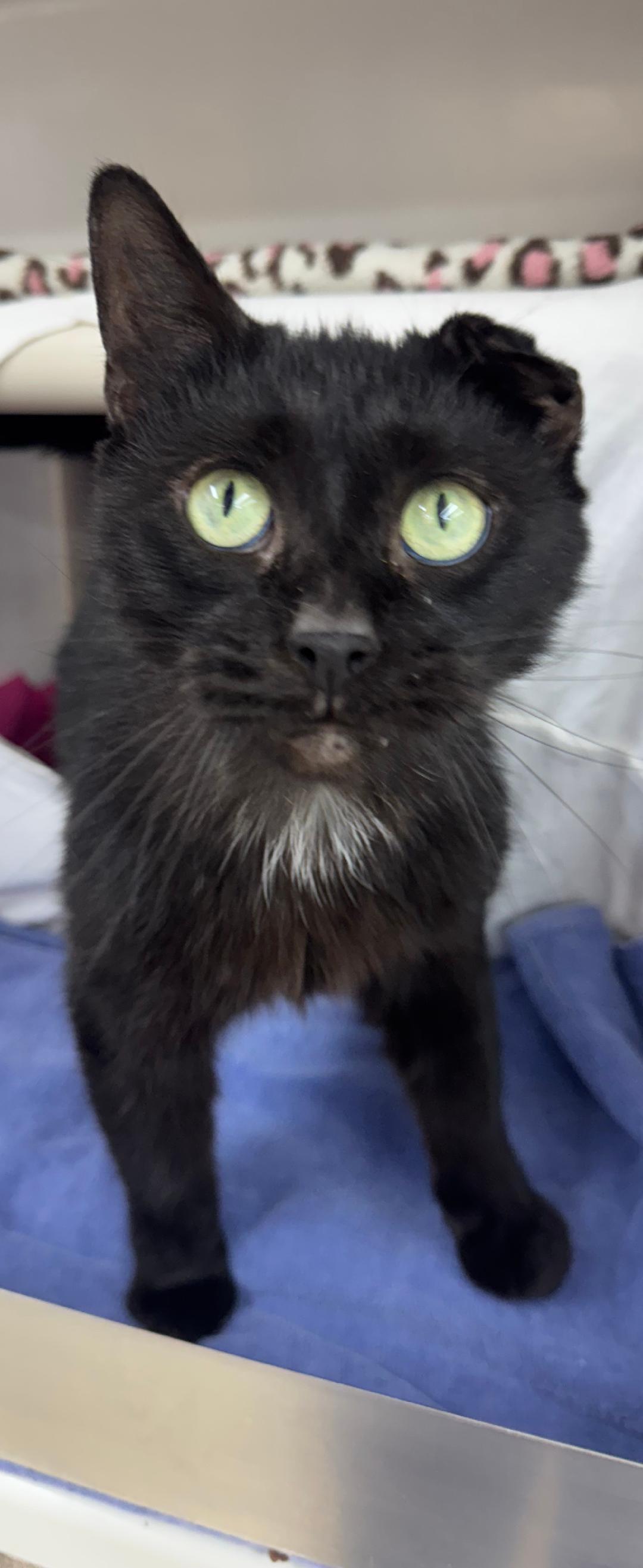 Baby Sasha, a Adoptable Domestic Short Hair in Mount Vernon, OH image 2/4