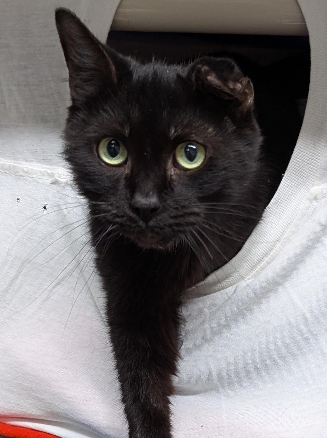 Baby Sasha, a Adoptable Domestic Short Hair in Mount Vernon, OH image 3/4