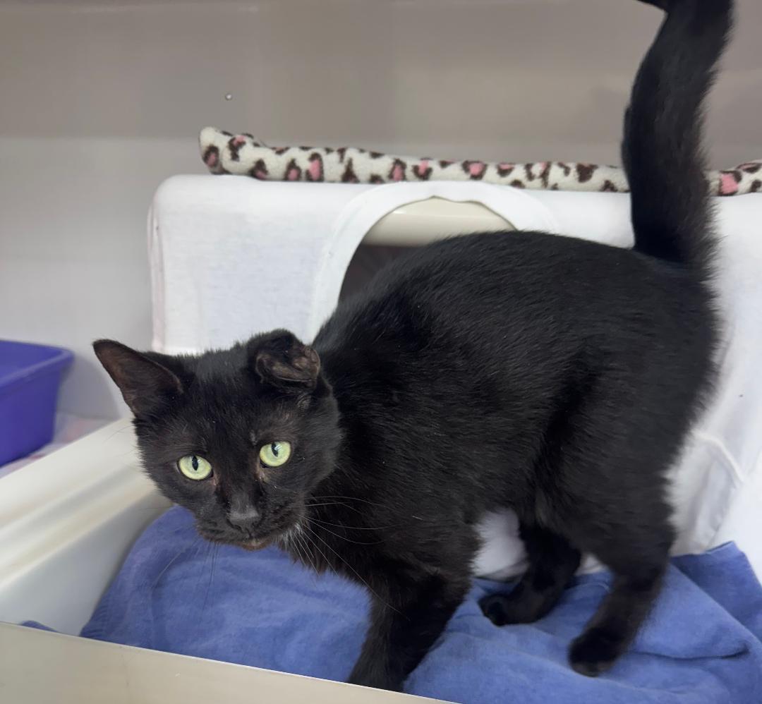 Baby Sasha, a Adoptable Domestic Short Hair in Mount Vernon, OH image 1/4