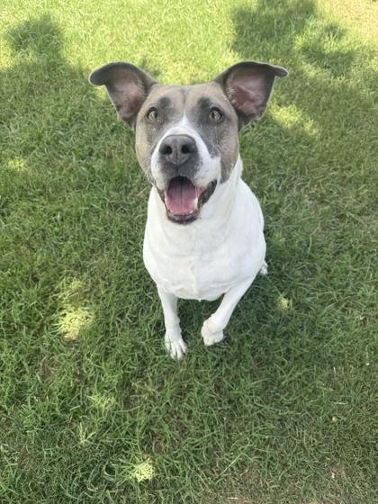 Puffy, Adoptable, Adult Female Mixed Breed & Mixed Breed.