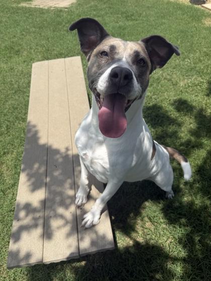Puffy, a Adoptable mixed breed in Memphis, TN image 2/3