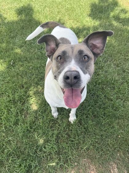 Puffy, a Adoptable mixed breed in Memphis, TN image 3/3