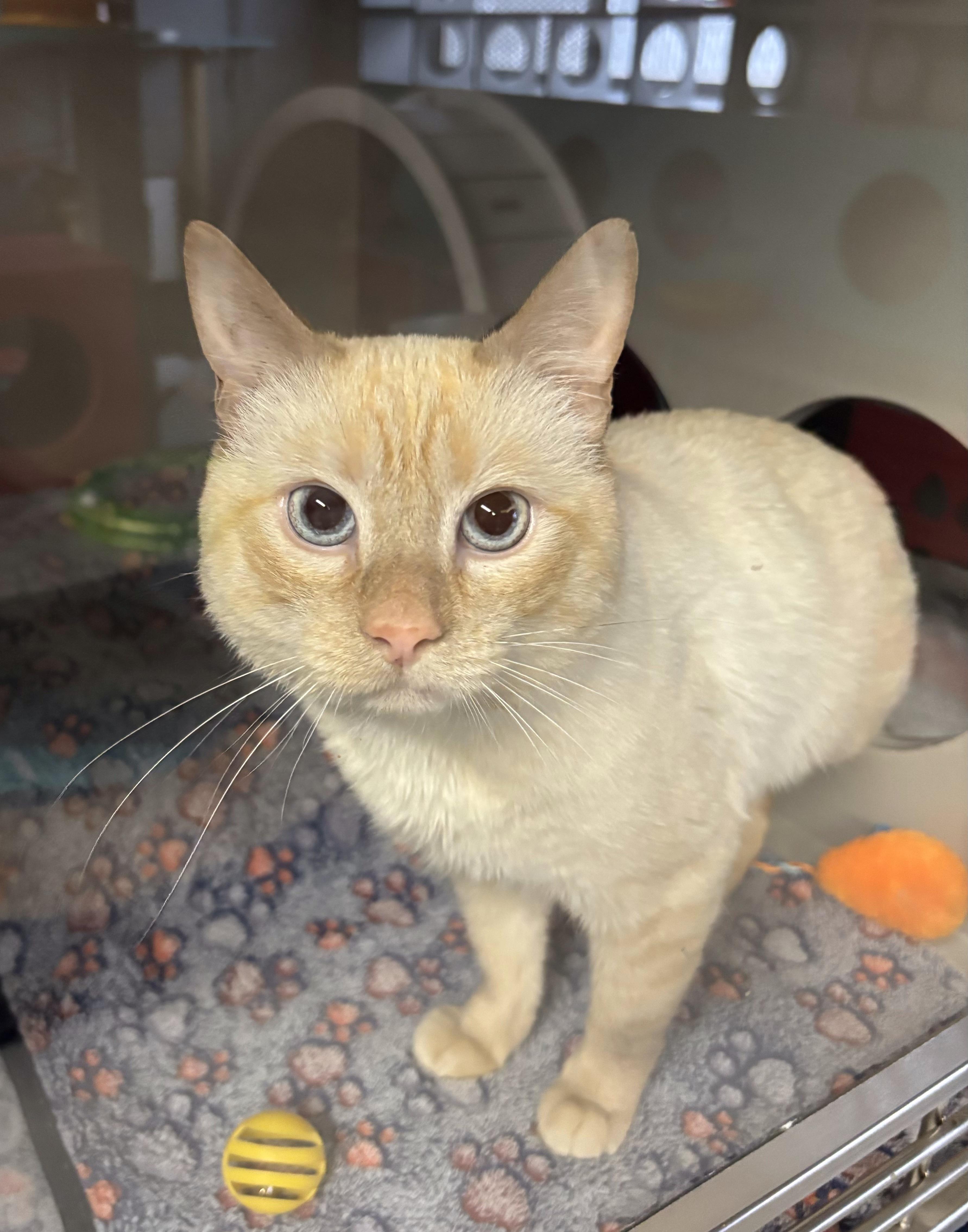 Rojo — thumbnail 2