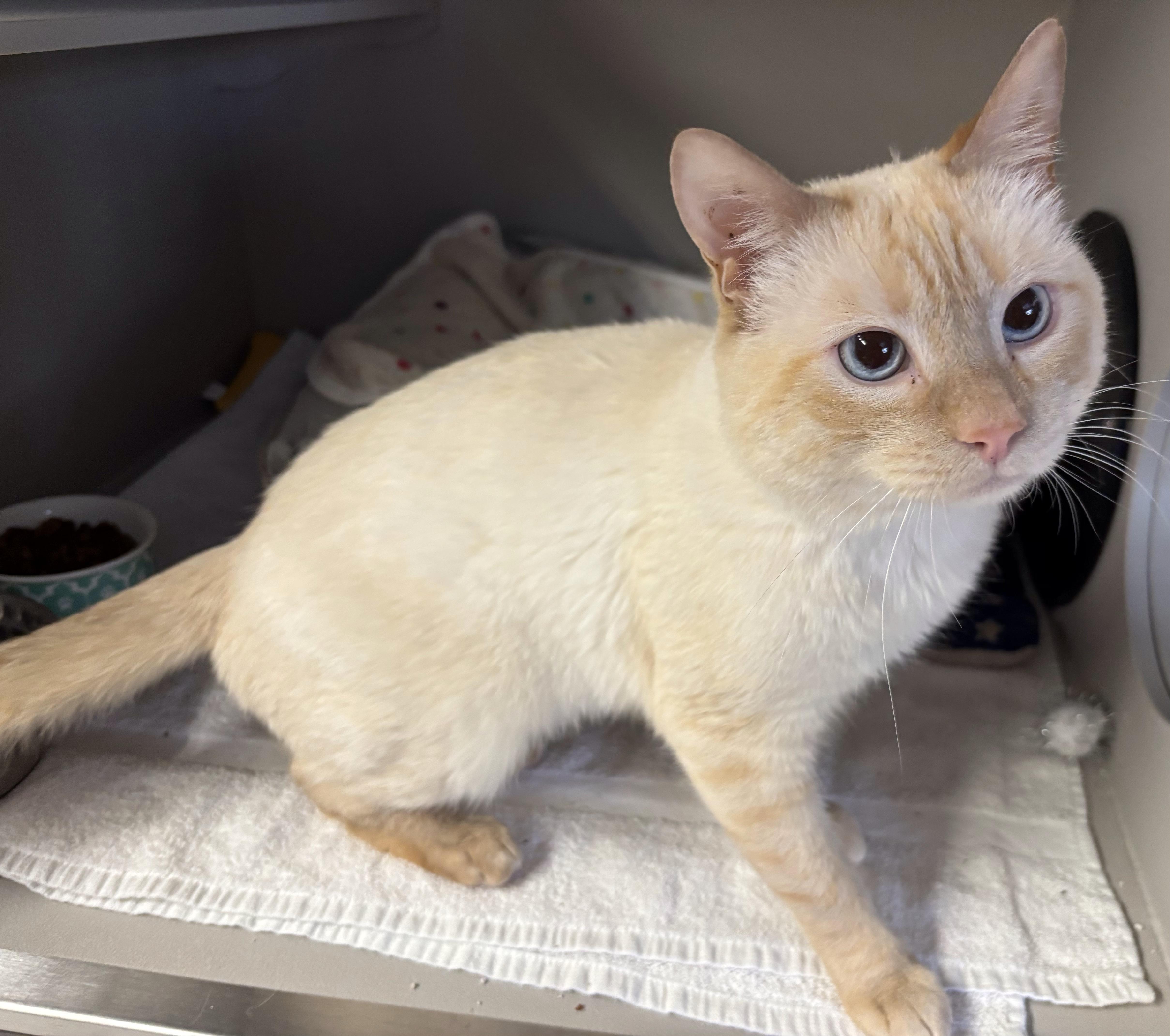 Rojo — thumbnail 3