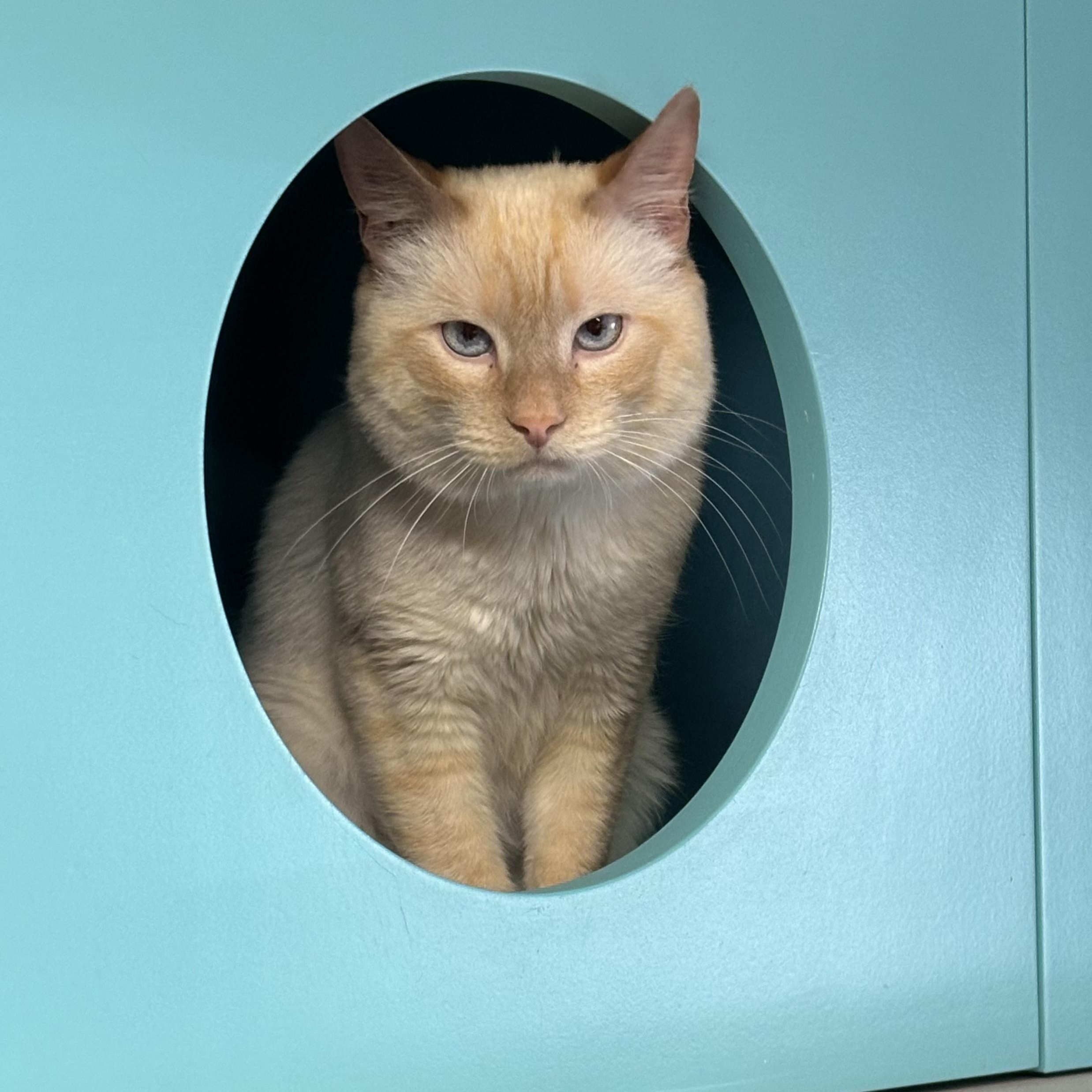 Rojo — thumbnail 4