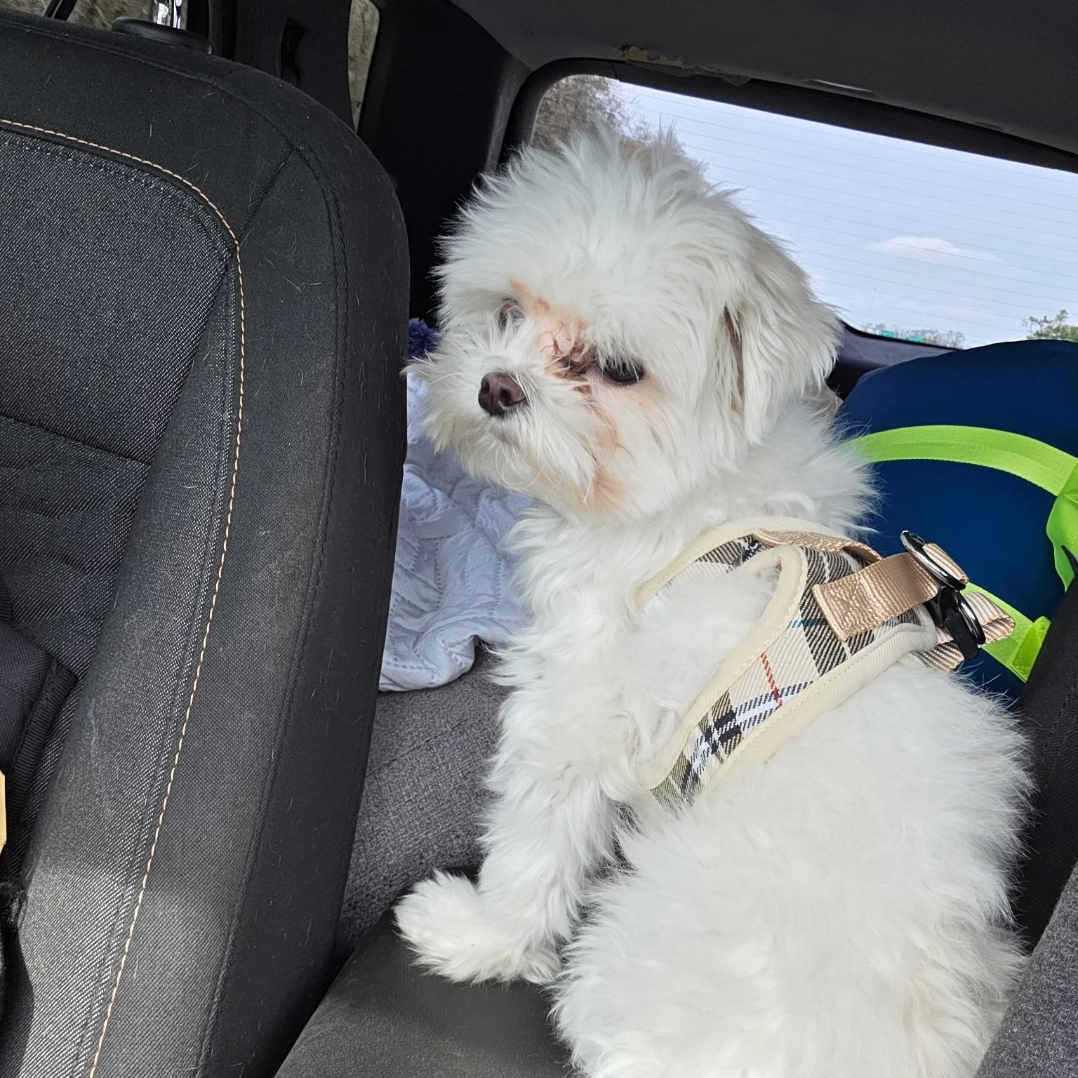 Enlarge Bo, an adopted Maltese in Brentwood, TN image 2/2