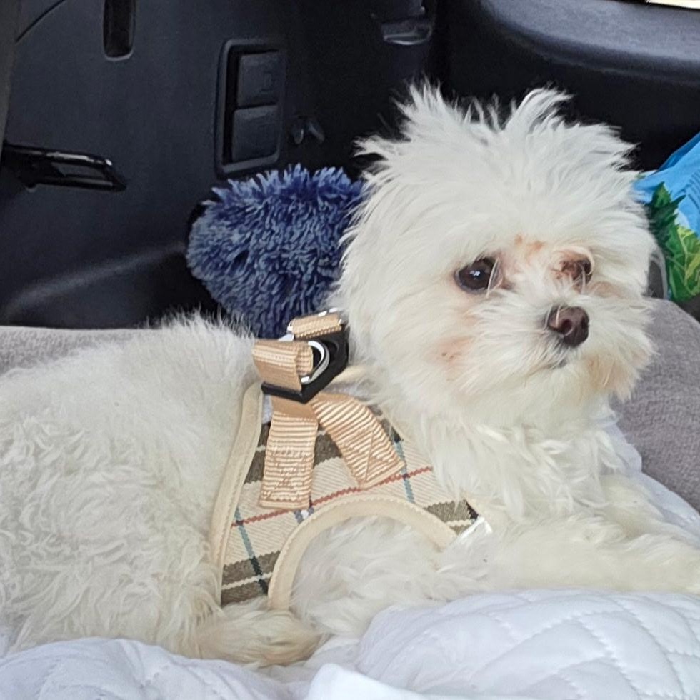 Enlarge Bo, an adopted Maltese in Brentwood, TN image 1/2