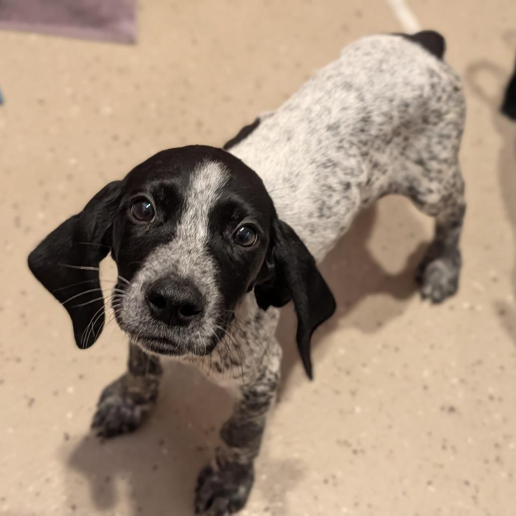 Enlarge Hank, a Adoptable mixed breed in Fenton, MI image 1/1