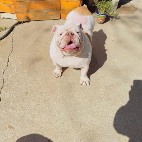 Enlarge Wellington, a Adoptable English Bulldog in Austin, TX image 1/5