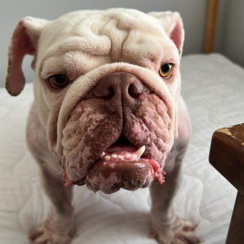 Wellington, Adoptable, Young Male English Bulldog.