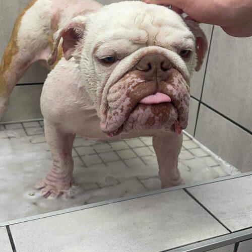 Enlarge Wellington, a Adoptable English Bulldog in Austin, TX image 2/5