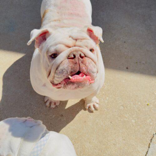 Enlarge Wellington, a Adoptable English Bulldog in Austin, TX image 2/5