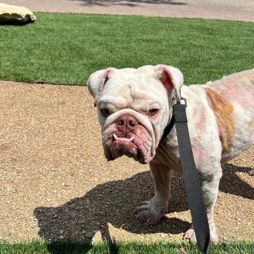Enlarge Wellington, a Adoptable English Bulldog in Austin, TX image 4/5