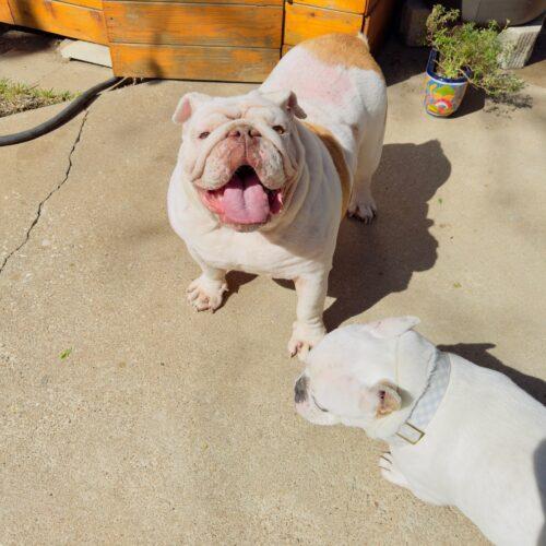 Enlarge Wellington, a Adoptable English Bulldog in Austin, TX image 3/5