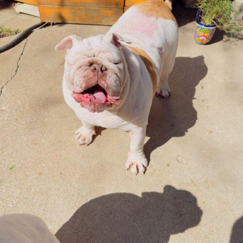 Enlarge Wellington, a Adoptable English Bulldog in Austin, TX image 4/5