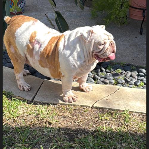 Enlarge Wellington, a Adoptable English Bulldog in Austin, TX image 5/5