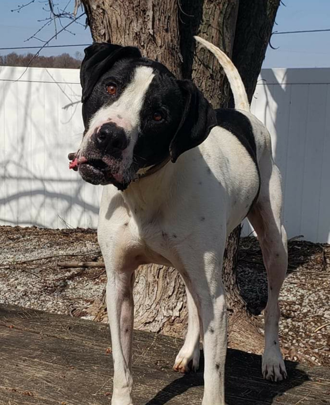 Barney, Senior Male Great Dane