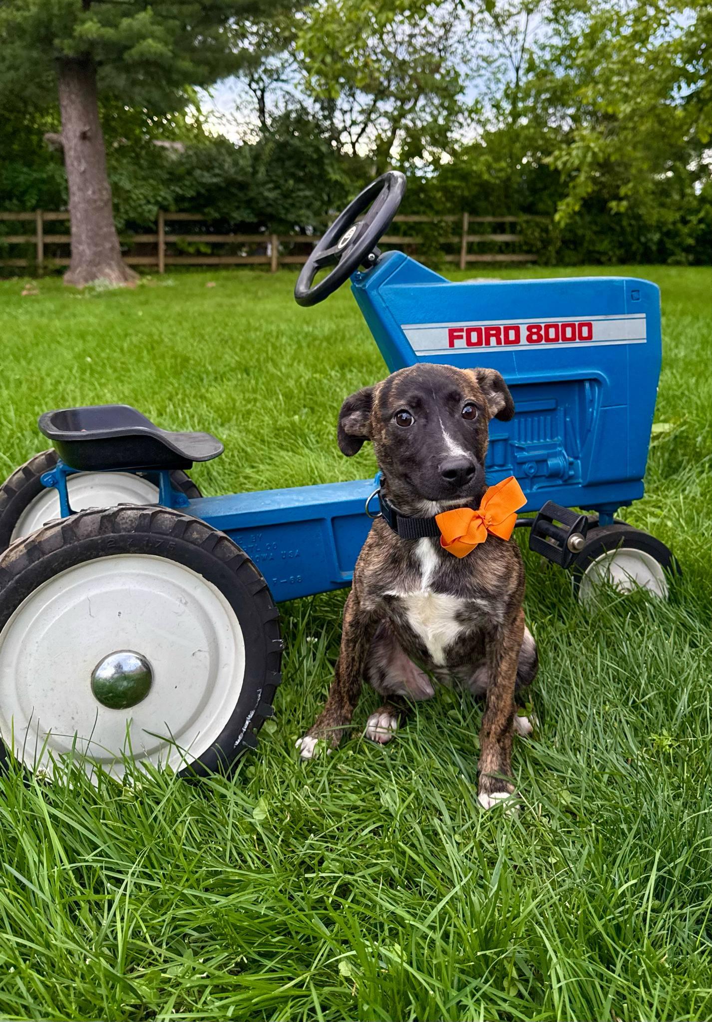 Enlarge Kubota, a Adoptable Mixed Breed in Hagerstown, MD image 1/3