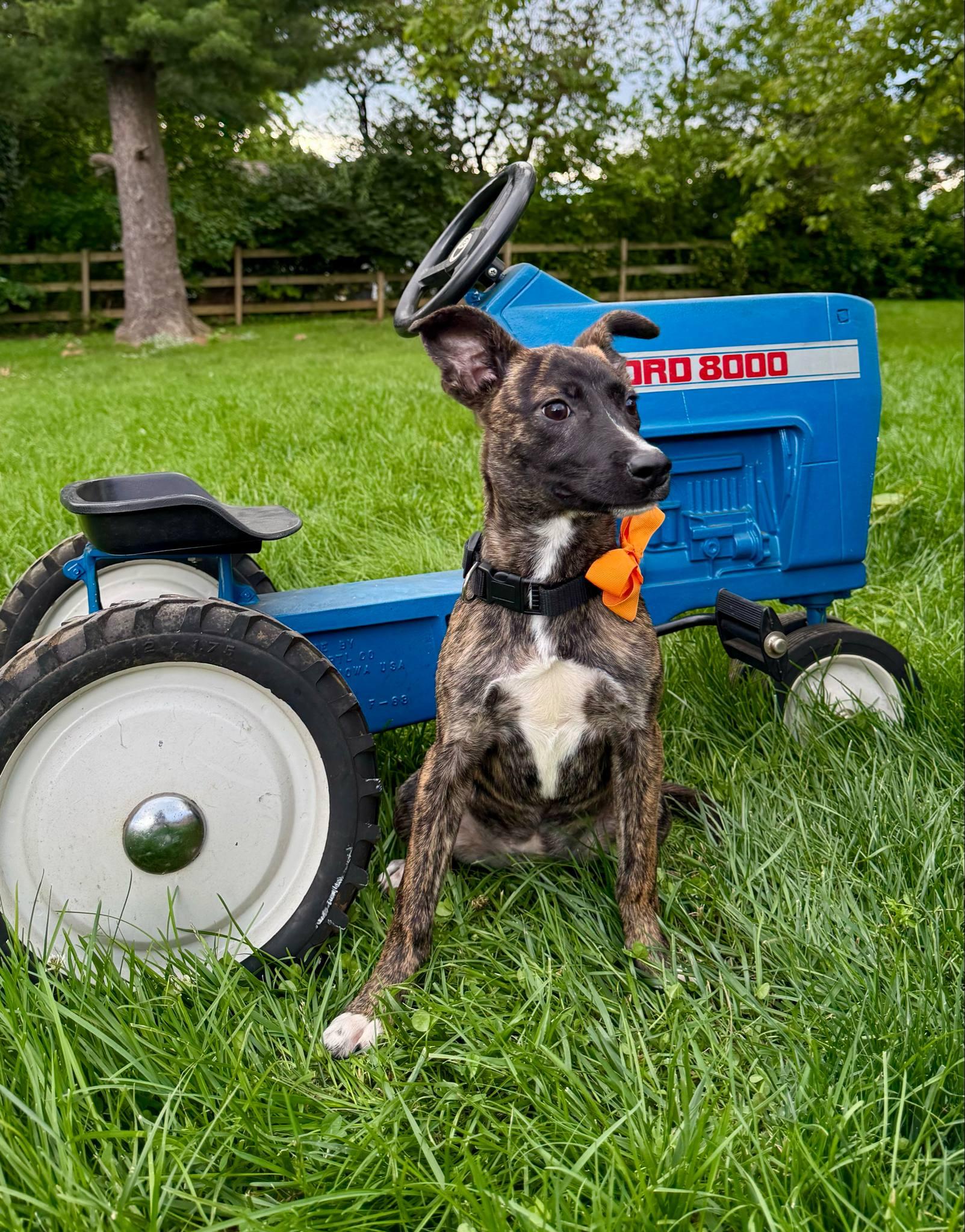 Enlarge Kubota, a Adoptable Mixed Breed in Hagerstown, MD image 3/3