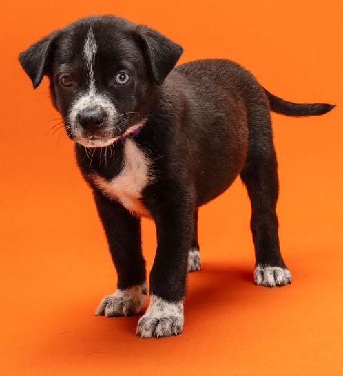 Marble, Adoptable, Puppy Male Mixed Breed.