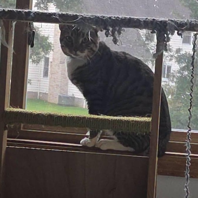 Enlarge Prince Charming, a Adoptable Domestic Short Hair in Rochester, NY image 1/2