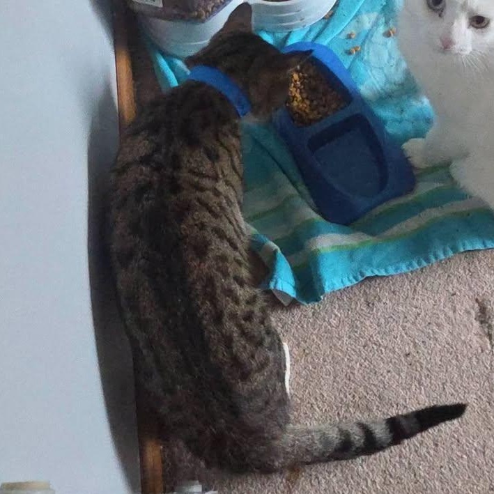 Enlarge Prince Charming, a Adoptable Domestic Short Hair in Rochester, NY image 2/2